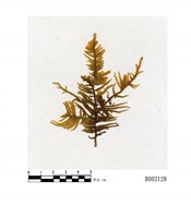 藏品(傅氏灰蘚)的圖片